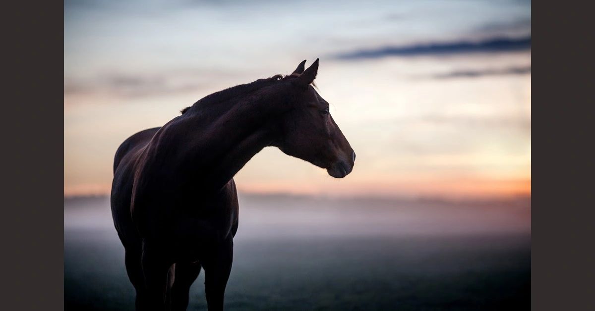 Horse Prices Stroud Oklahoma Horses